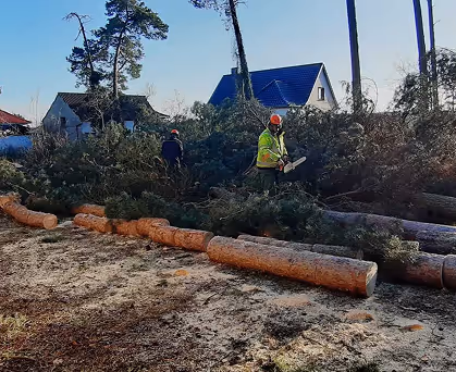 Zwei Arbeiter mit Schutzhelmen und Kettensägen zerschneiden gefällte Bäume vor Wohnhäusern an einem sonnigen Tag.
